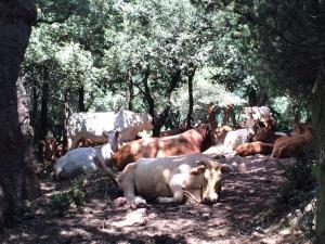 Casa Fochita - single villa with private pool