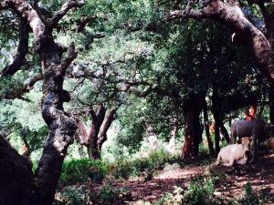 Casa Fochita - single villa with private pool