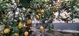 Profumo di Calicanto img32