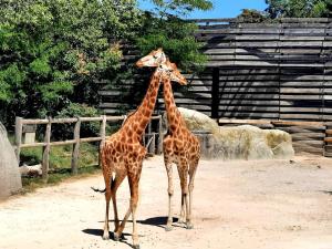 Appartements Studio neuf cosy entre Paris et Disneyland : photos des chambres