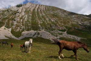Sunny Village - Wild Goat apartments