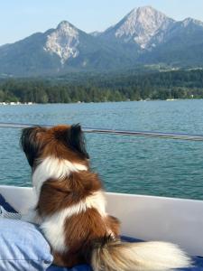 Fewos Wuzella Faaker See