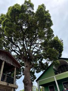 Apartment Green House