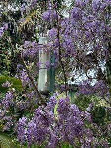 Apartment Green House