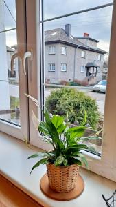 Apartament dzika róża