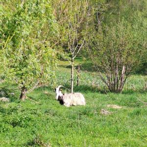 Maisons de vacances Gite Coume a Case, Pyrenees Atlantiques : photos des chambres