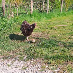 Maisons de vacances Gite Coume a Case, Pyrenees Atlantiques : photos des chambres