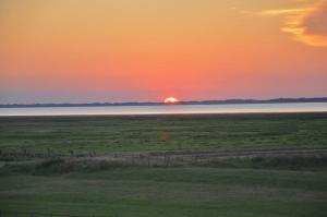 Seemöwe am Naturstrand