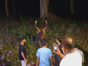 Wild Window - Forest View Homestay