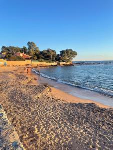 Les Anthemis- Bord de mer