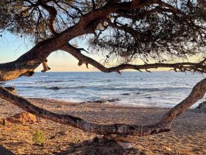 Les Anthemis- Bord de mer