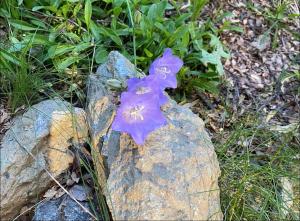 Experiencia única, casa con costa de lago y deck
