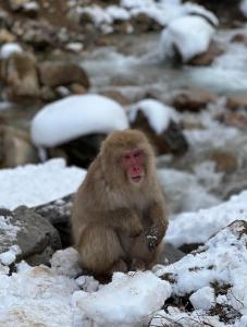 Phoenix Suites Myoko #101