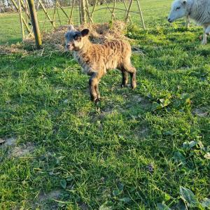 Sejours chez l'habitant Chambre et animaux de la ferme : photos des chambres