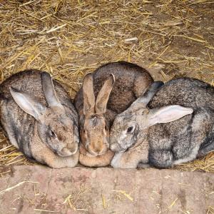 Sejours chez l'habitant Chambre et animaux de la ferme : photos des chambres