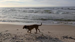 Apartamenty Morze Wygody