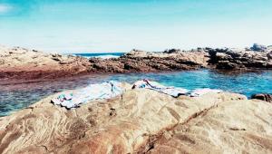 Seal Point apartment