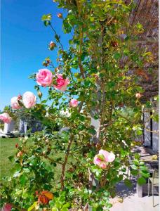 Maisons d'hotes Mas de charme au pied des Alpilles : photos des chambres