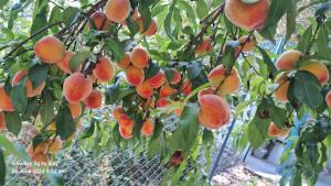Family Room with Skydeck