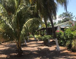 Bellevue sous les cocotiers