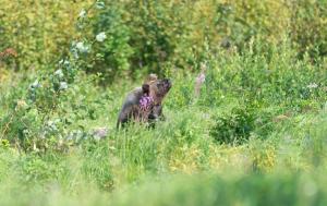 Bear Watching Hide of Alutaguse
