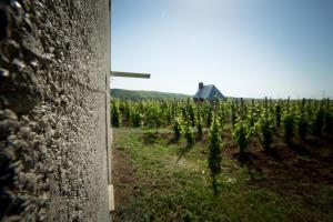 Csernus Doki bor-grillterasza és bungallói