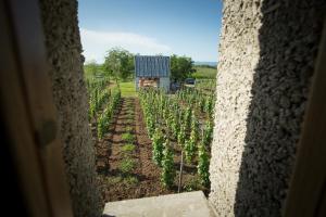 Csernus Doki bor-grillterasza és bungallói