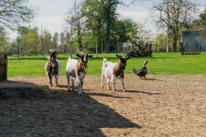 Maisons de vacances La ferme d-Alcide : photos des chambres
