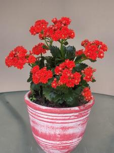 ΔΙΑΜΈΡΙΣΜΑ ΜΕΝΤΗΣ