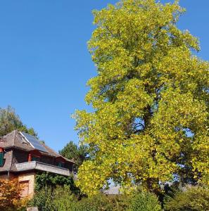 Ferienwohnung Unterm Tulpenbaum