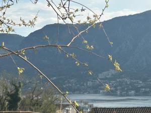 Boca View Kotor