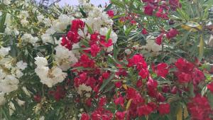 Four Seasons Apartments