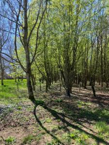 Chalets Le Cedre : photos des chambres
