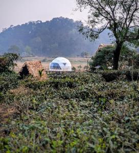 Domestay in Kaziranga