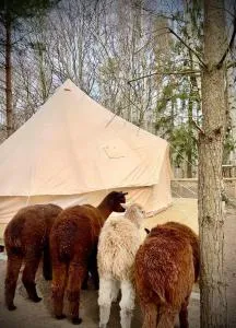 Glamping Visingsö - Visingsö