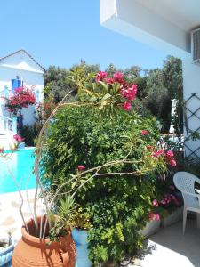 Meltemia Studio Samos only 200 metres from Aegean Sea