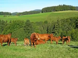 Ferienwohnung Meierhof, 38qm - Erlenbach