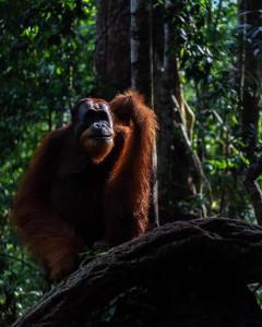 Explore Sumatras Wonders