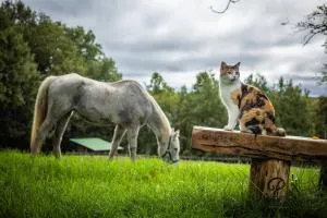 Aux 40 Écus - Biloba - 莫利耶尔