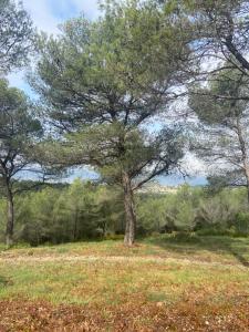 Appartements Tiny Harmony - Logement confortable avec jardin et jacuzzi prives pres d’Aix en Provence : photos des chambres