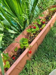 Cosy home with organic garden