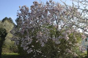 Sunflower Cottage, Austria