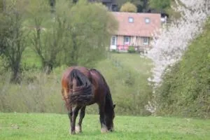 Gite A la petite Bretonnière - Saint-Julien-le-Faucon