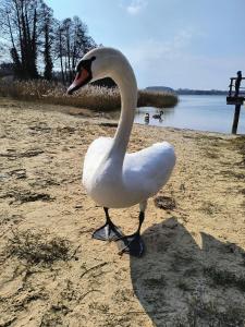 Mazury Pokoje Cegiełka