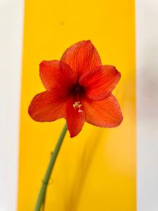 Appartements Chez Jules, Rennes centre : photos des chambres