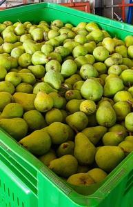 Agricampeggio AL CIELO STELLATO