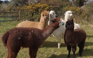 Peaceful tranquil Alpaca Farm