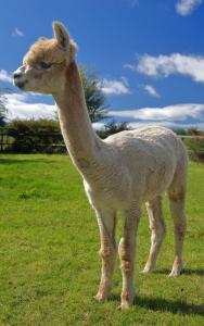 Peaceful tranquil Alpaca Farm