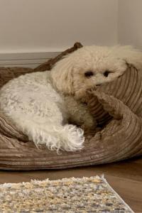 Sleeps 4 6 pet friendly parking nr nec Warwick uni