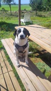 Cosy nest in animal rescue Monte dos Vagabundos